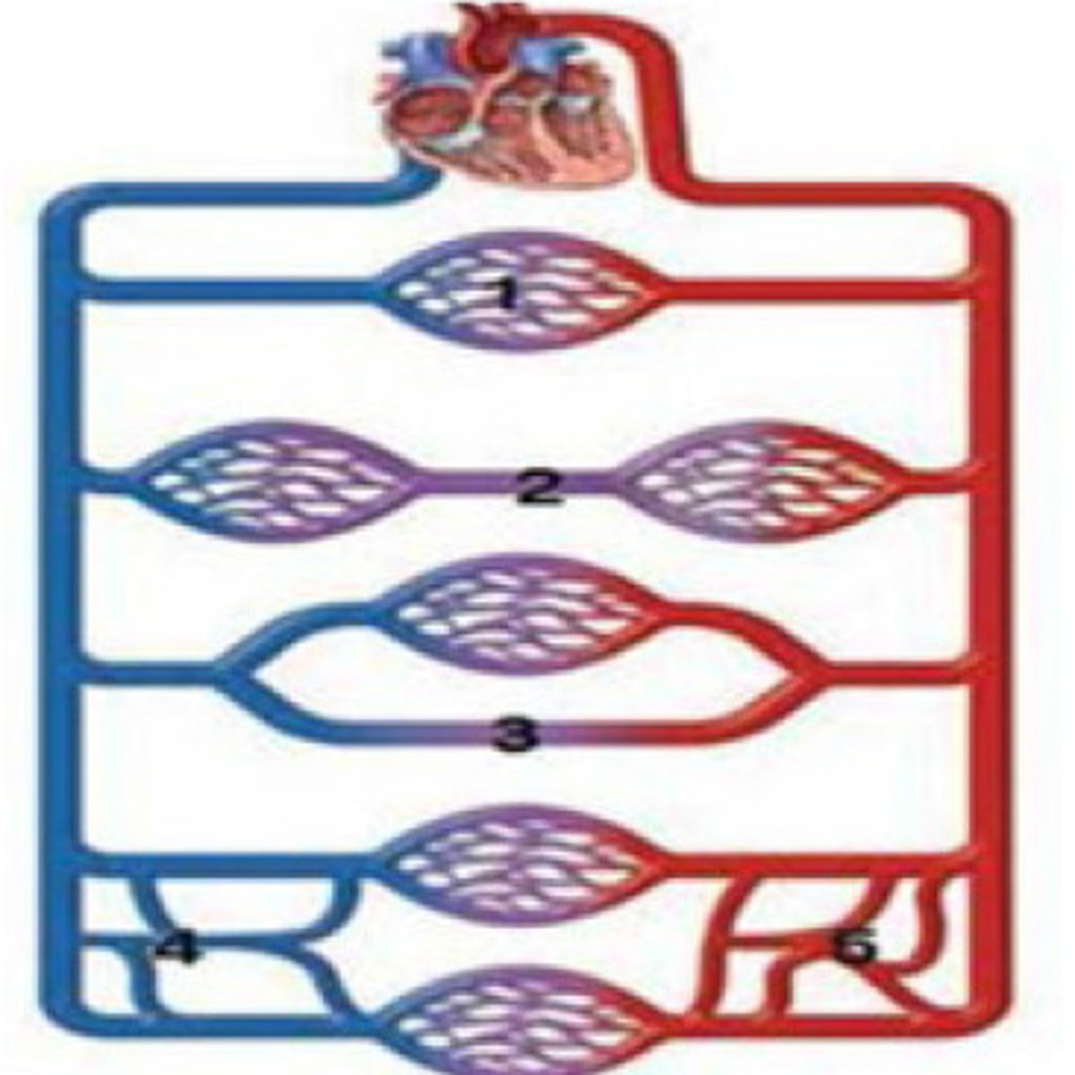 <p>Anastomos är ett begrepp som beskriver en förbindelse/sammankoppling mellan artärer/vener/ som skapar alternativt blodflöde, vilket skapar en gen väg för blodet eller kan vara viktigt om ett blodkärl blockeras eller skadas.</p>
