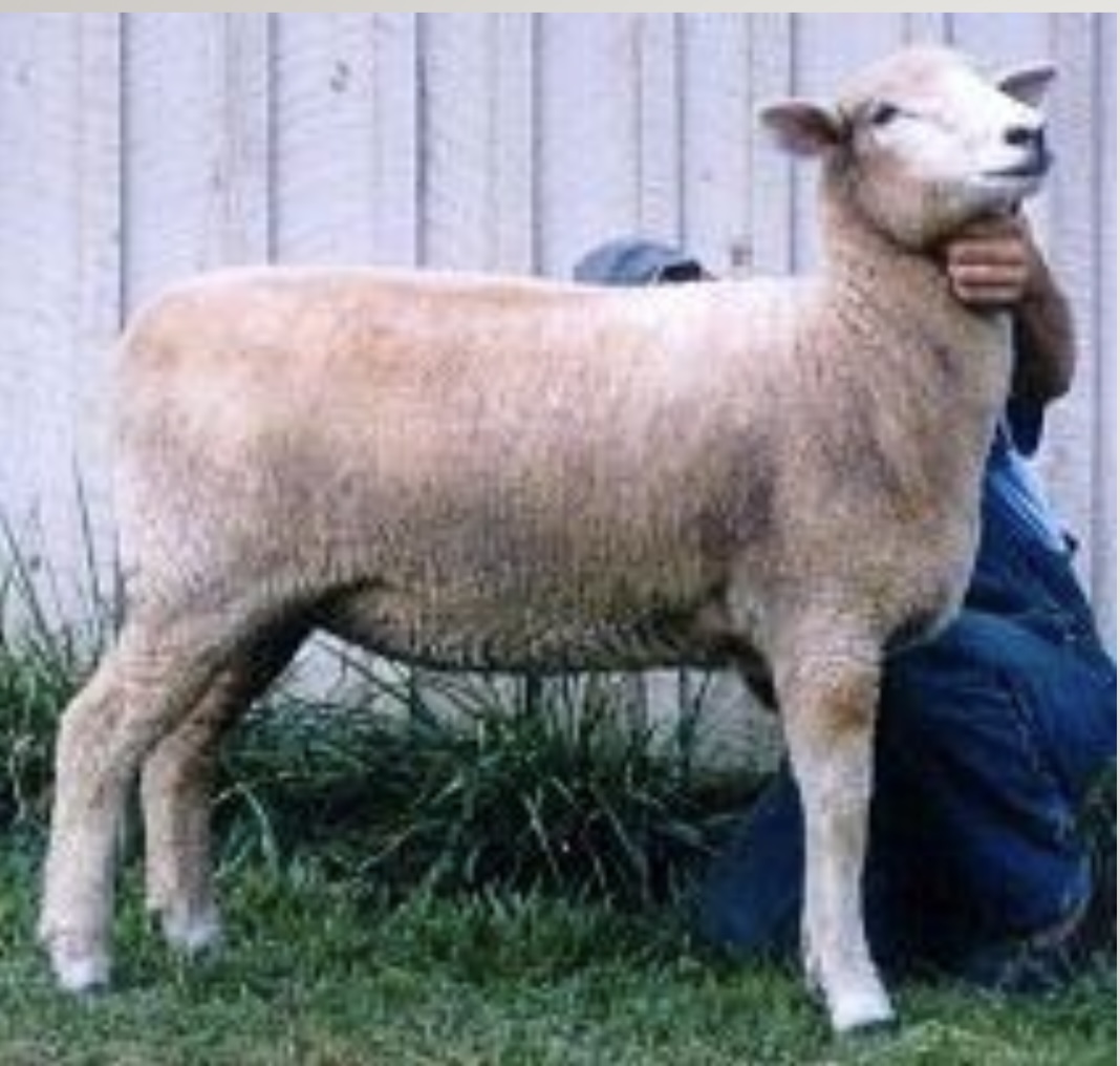 <p>Crossbred wool</p>