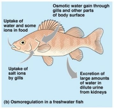 Osmoregulators maintain (relatively) constant water and solute concentrations irrespective of the solute concentrations in their environment.