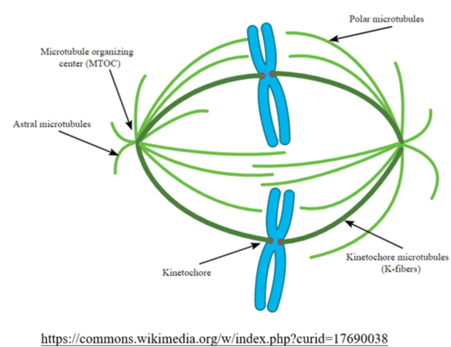 <p>centrosomes</p><p>(MTOCs are just called MTOCs in plants/fungi)</p>