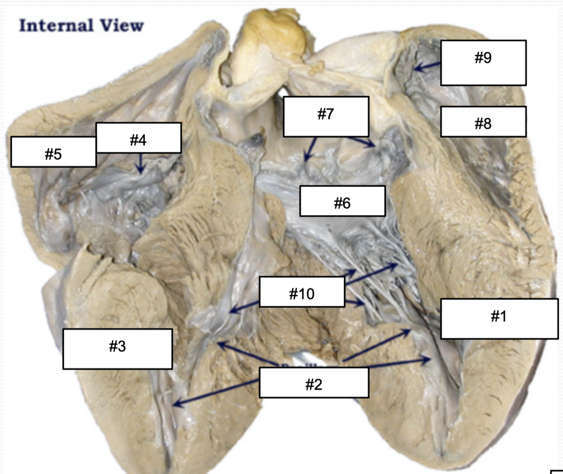 <p>What muscles are found in the atrium?</p>