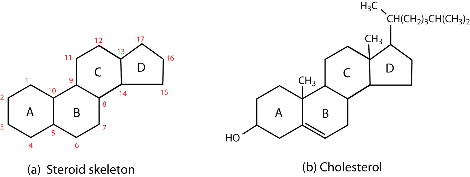 <p>A steroid that is an important component of animal cell membranes.</p>