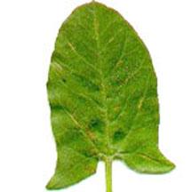 <p>Leaf Shape</p>