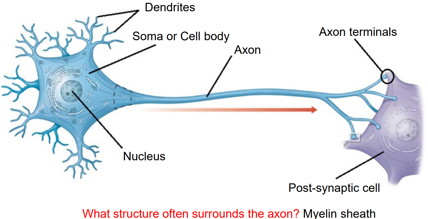 <ol><li><p><strong>Dendrites </strong>- Receives electrical signal from other neurons.</p></li></ol><p></p><ol start="2"><li><p><strong>Soma (Cell Body)</strong> - Holds the Nucleus and supports cell function.</p></li></ol><p></p><ol start="3"><li><p><strong>Nucleus </strong>- Holds DNA and controls function and repair.</p></li></ol><p></p><ol start="4"><li><p><strong>Axon</strong> - Long fibre that transmits electrical signal. </p></li></ol><p></p><ol start="5"><li><p><strong>Myelin Sheath </strong>- Insulates axon and speeds process. Made from Oligodendrocytes (CNS) and Schwann Cells (PNS). </p></li></ol><p></p><ol start="6"><li><p><strong>Axon Terminal </strong>- Releases neurotransmitter to synapse.</p></li></ol><p></p><ol start="7"><li><p><strong>Synapse </strong>- The gap between 2 neurons.</p></li></ol><p></p><ol start="8"><li><p><strong>Post-Synaptic Cell </strong>- The neuron (muscle or gland) receives neurotransmitter. Has receptors to detect/respond to chemical message.</p></li></ol><p></p>