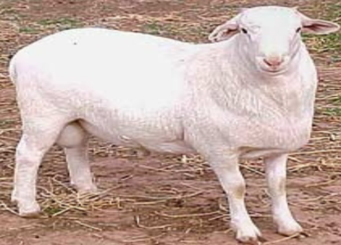 <p>cross between the Dorper and the St. Croix; very useful white breed </p>