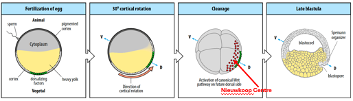<ol><li><p>The future dorsal (back) side of the embryo develops opposite the site of sperm entry (which is typically in the animal hemisphere). </p></li><li><p>Cortical rotation occurs, where the cortical layer of the egg rotates by 30°, towards the future dorsal region which is the point opposite the sperm entry site.</p></li><li><p>This rotation <strong><u>relocates maternal dorsalising factors</u></strong> (e.g., Wnt11, Dishevelled, β-catenin) along microtubules <strong><u>to the future dorsal side</u></strong>, inducing the formation of the organiser, the <strong><u>Nieuwkoop Centre</u></strong> (in the dorsal-vegetal region of the blastula). </p></li><li><p>The Nieuwkoop Centre (a signaling center rich in β-catenin and Nodal/Vg1 signals) then induces the overlying dorsal marginal zone cells to form the <strong><u>Spemann-Mangold Organizer</u></strong>.</p></li><li><p>The <strong><u>Spemann-Mangold Organizer</u></strong> will pattern the future A-P and D-V axes and initiate gastrulation.</p></li></ol><p></p>
