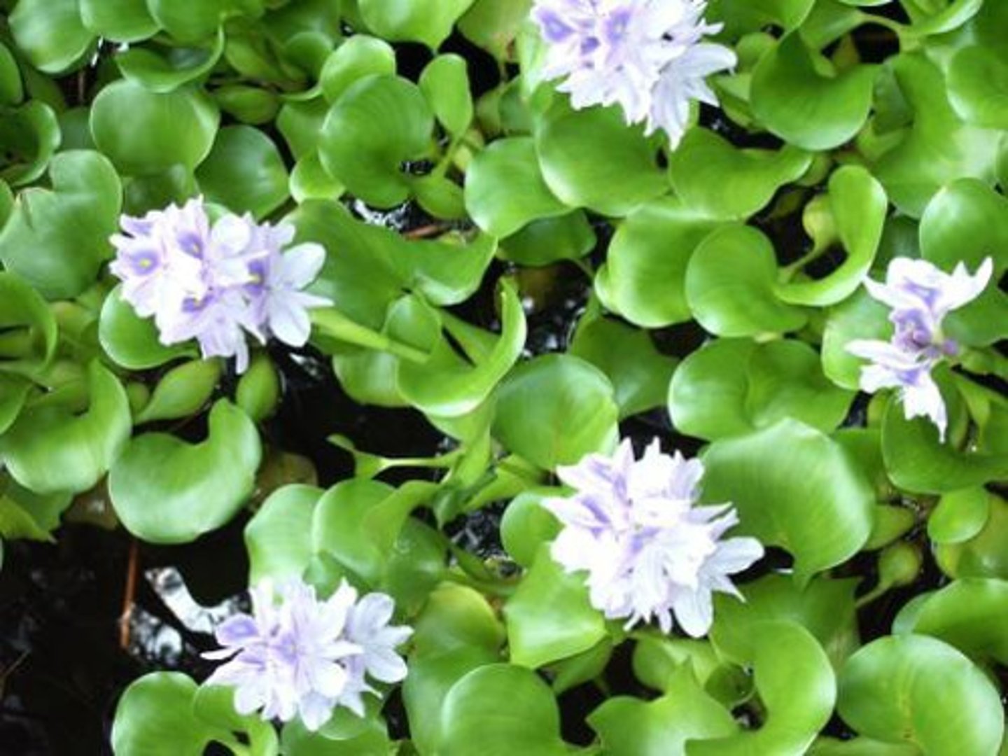 <p>Aquatic Nuisance Plant</p>