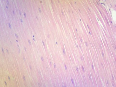 <p>what kind of tissue is this?</p>