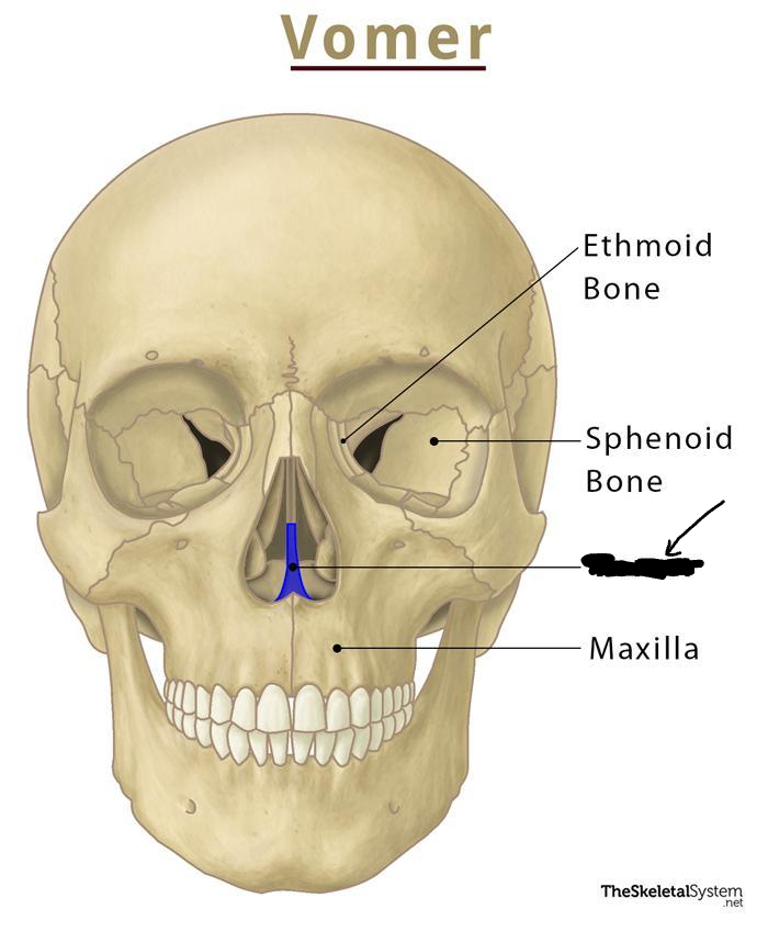 <p>What part of the skull is this?</p>