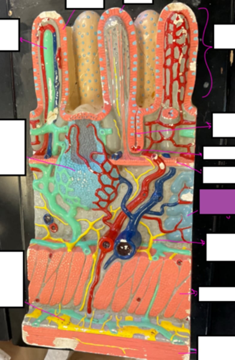 knowt flashcard image