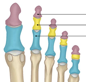 <p>Toe bones. Each digit has proximal, middle, and distal phalanges, except the big toe (only proximal &amp; distal).</p>