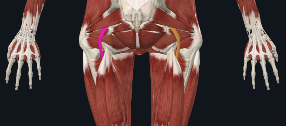 <p>What nerve is this</p>