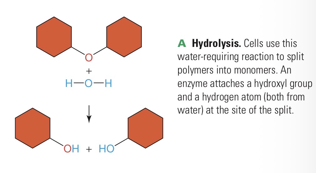 <p>Water-requiring chemical reaction in which an enzyme breaks a molecule into smaller subunits</p>