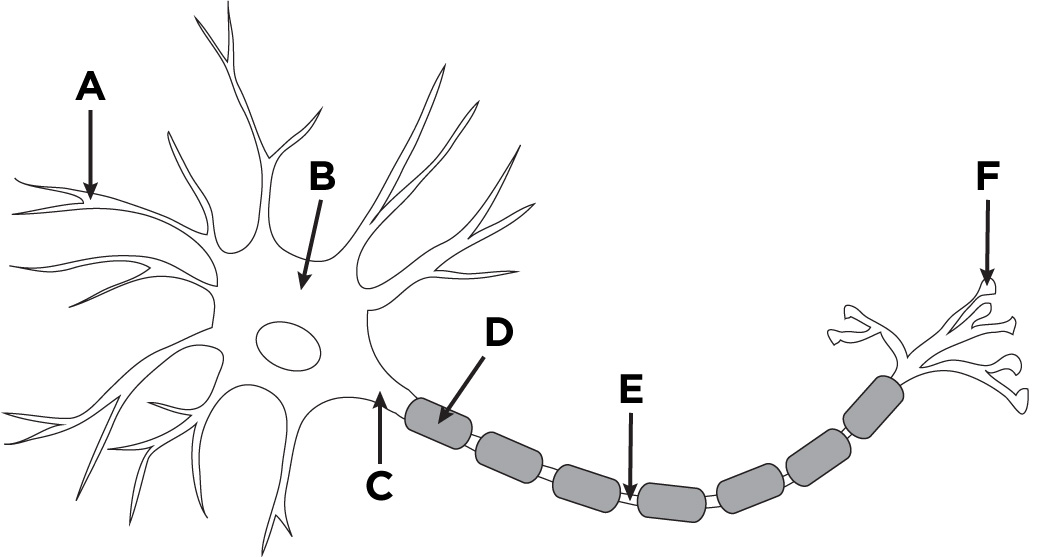 <p>Label the things on this neuron</p>