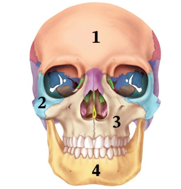 Name the bone labeled 4.