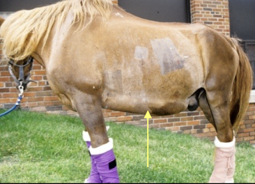 <p>1. pruritus</p><p>2. ventral edema/ascites (hypoalbuminemia- uncommon in horses)</p><p>3. hemorrhage/DIC (impaired factor production and vit.K absorption)</p><p>4. diarrhea (esp in cattle)</p><p>5. <strong>photosensitization</strong></p><p>6. other (fever, PD, steatorrhea, dermatitis, laryngeal hemiplegia)</p>