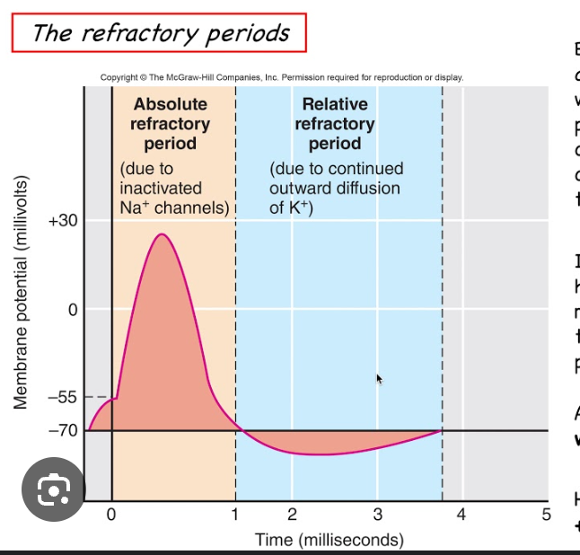<ul><li><p>When the voltage-gated Na+ channels open, the neuron absolutely CANNOT respond to another stimulus</p></li><li><p>Includes time from opening Na+ channels until resetting of channels</p></li><li><p>Ensures that each AP is an all or nothing event</p></li></ul><p></p>
