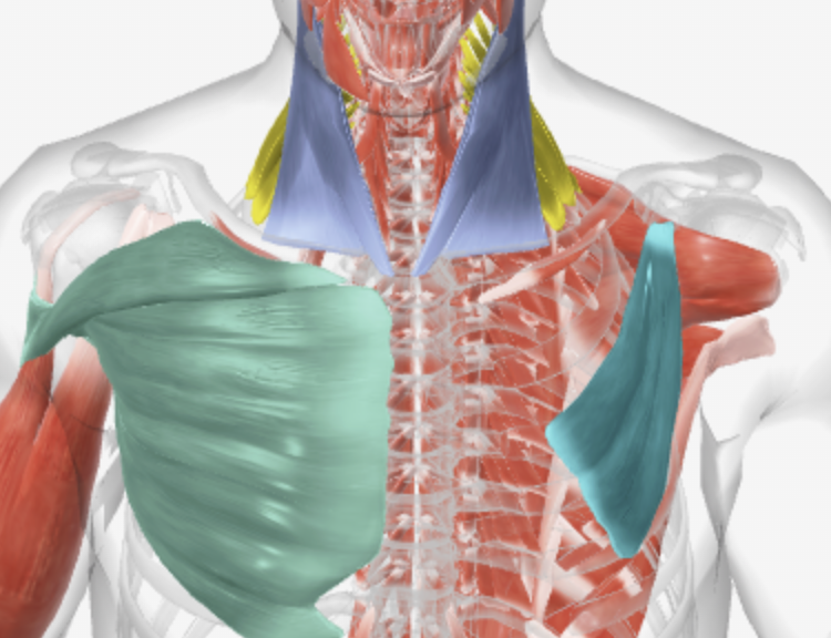 <p>What are these muscles for active breathing inspiration? What do they do?</p>
