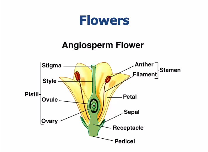 <p>Pistil (stigma, style, ovule, ovary)<br>Stamen (anther, filament)<br>Petal</p><p>Sepal</p><p>Receptacle</p><p>Pedicel</p>