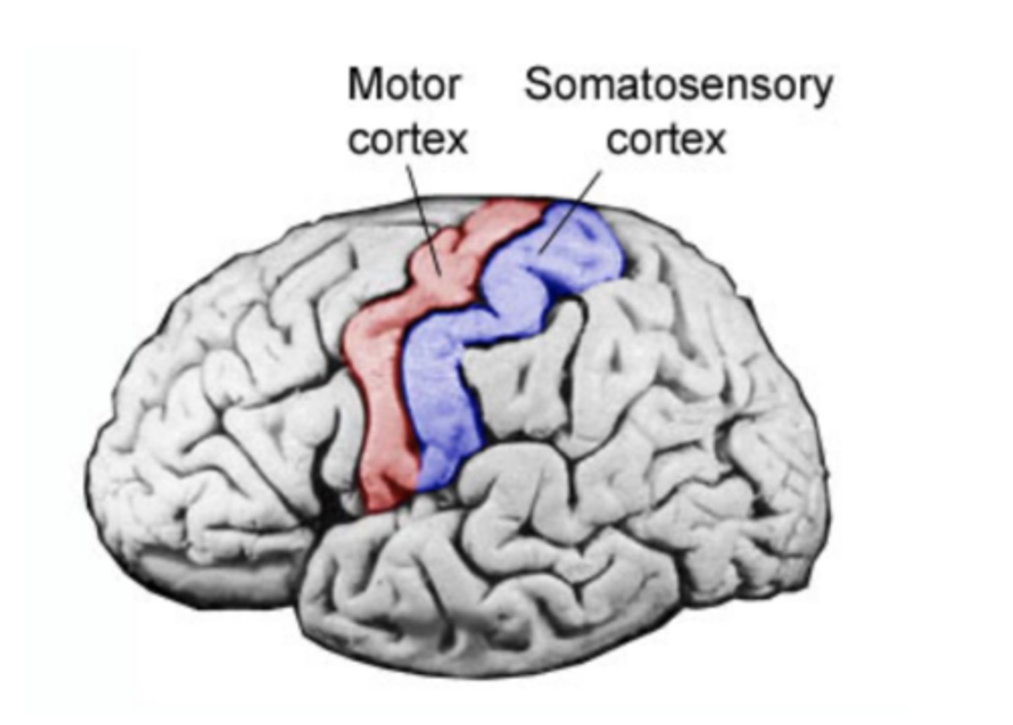 <p>area at the front of the parietal lobes that registers and processes body touch and movement sensations (arms, legs, fingers)</p>