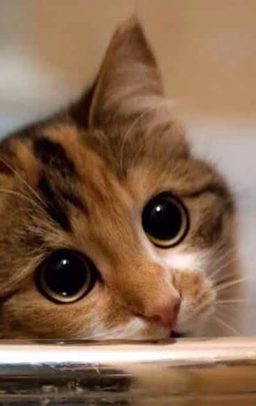 <p>Pretty</p><p>Cats have pretty eyes</p>