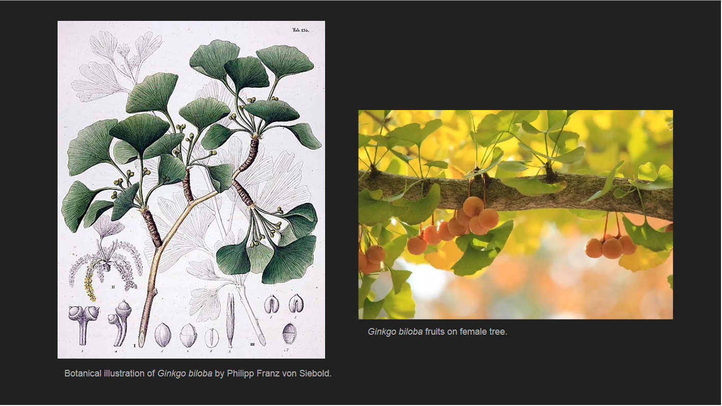 <p>Ginkgo biloba</p><p>Ginkgo</p>