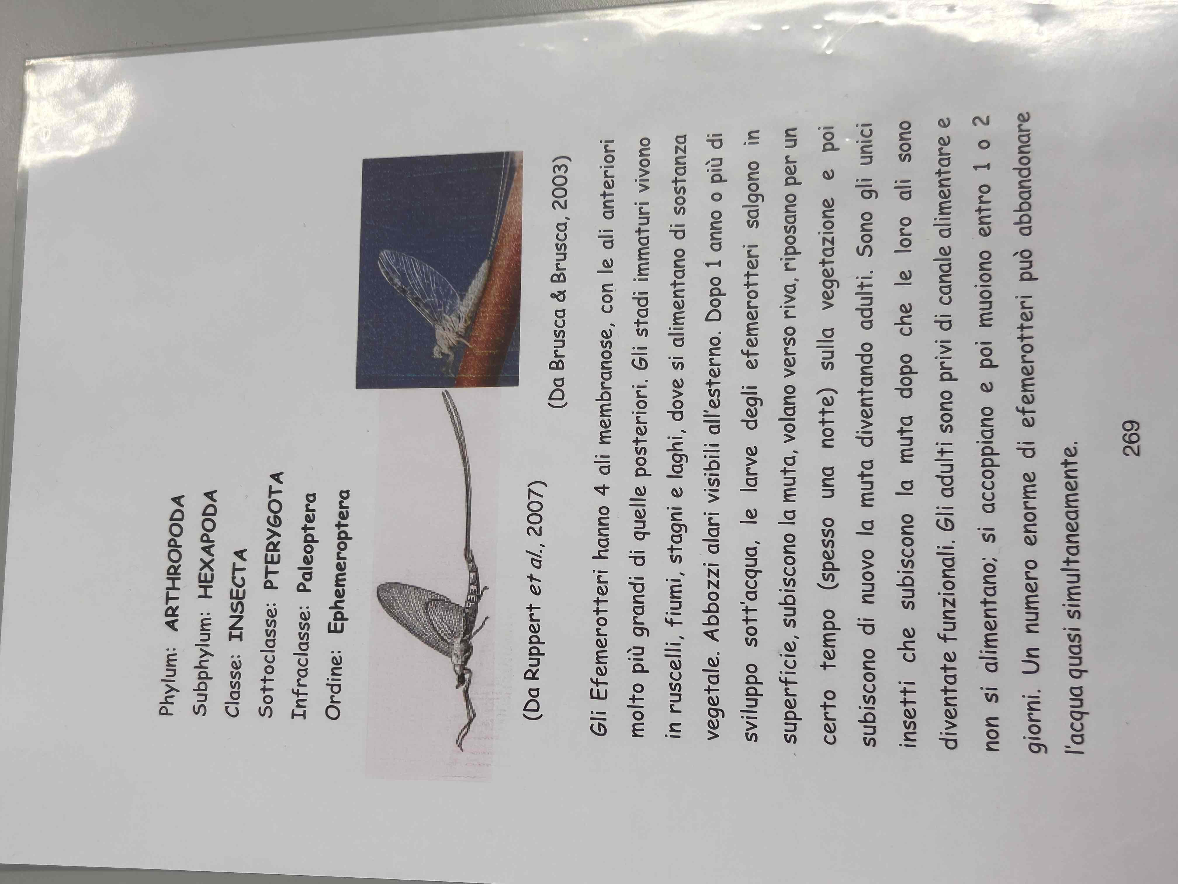 <p>Artropodi</p><p>Esapodi</p><p>Insetti</p><p>Pterygota</p><p>Parlotterò</p><p>Efemerotteri</p>