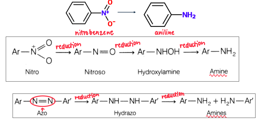 <ul><li><p>becomes primary amines</p></li></ul><p></p>