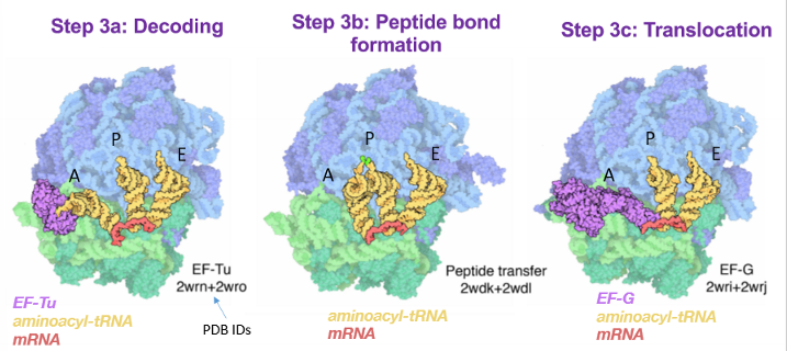 <p>composed of 3 steps that all happen in the ribosome</p><p>a. decoding</p><p>b. peptide bond formation</p><p>c. translocation</p>