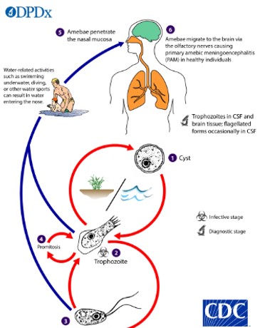 <p>Monoxenous, Facultative, migrates to brain via olfactory nerves</p>