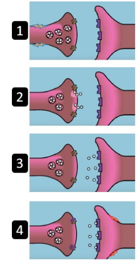 <p>What is happening at step 1?</p>