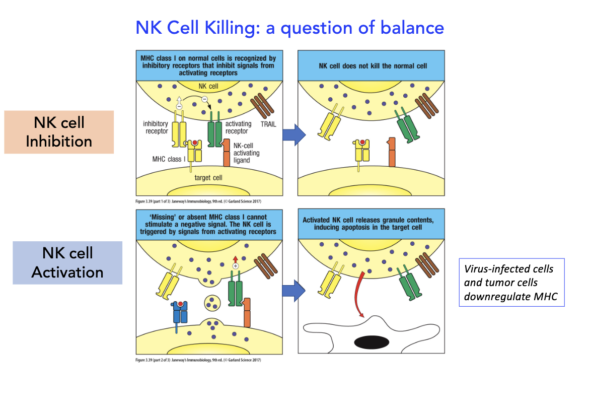 <p>apoptosis, downregulate</p>