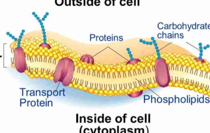 <p>The cell membrane is a flexible barrier that surrounds the cell, controlling the movement of substances in and out.</p>