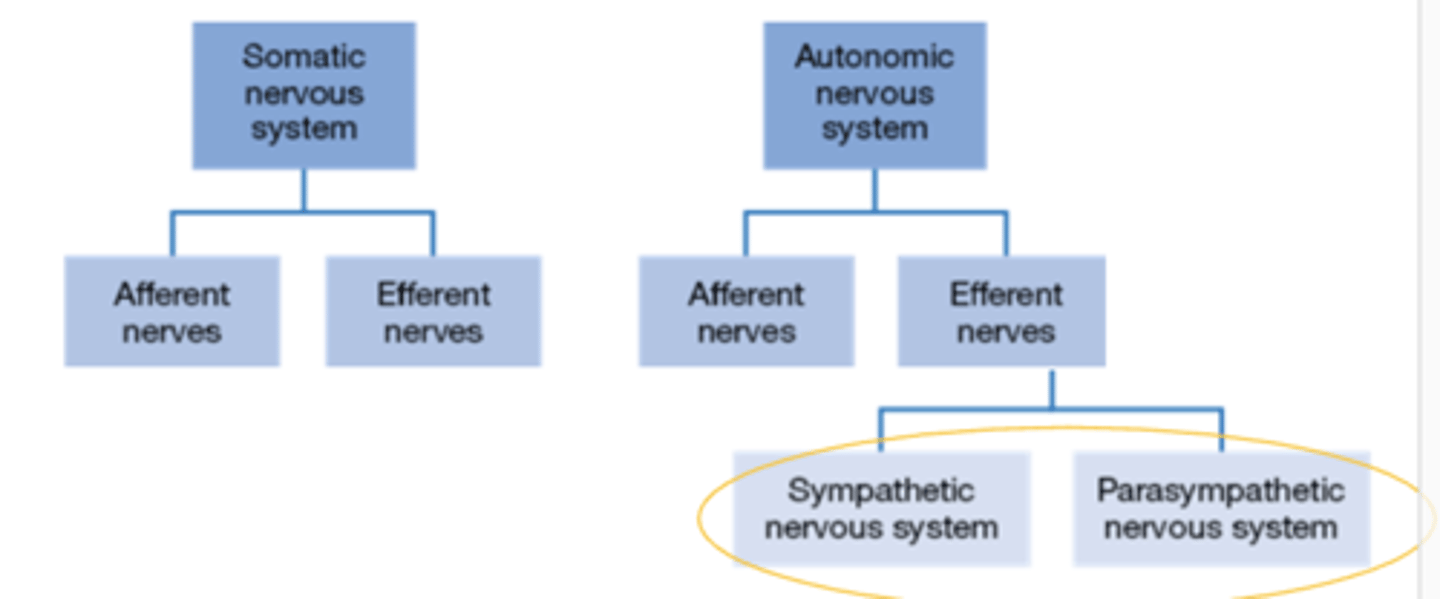 <p>from the CNS (Exit) </p>