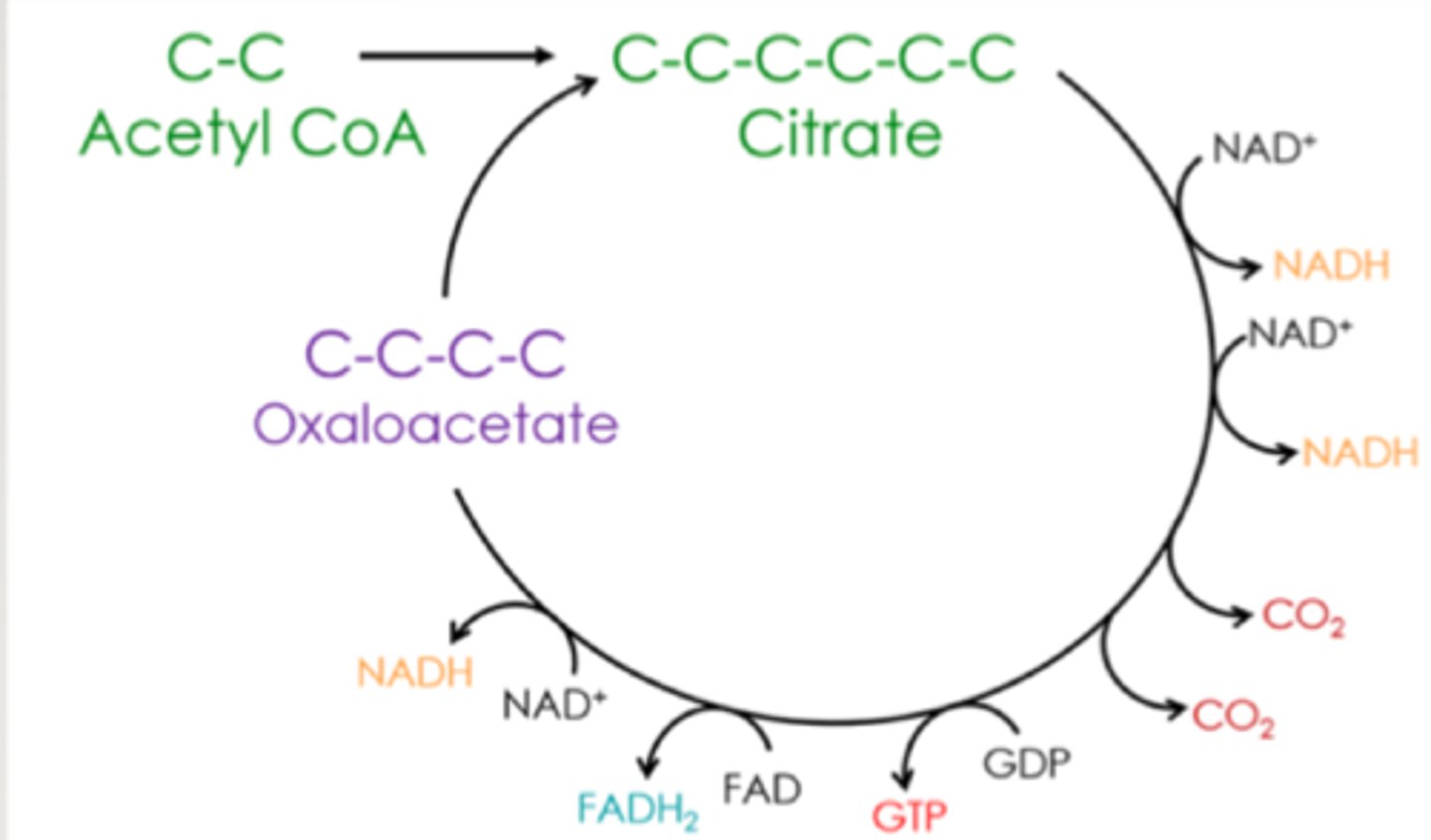 <p>3 NADH, 1 FADH2, 1 GTP</p>