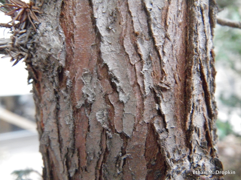 <p>Bushy with awl shaped leaves - Common name</p>
