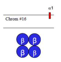 <p>Which α-thalassaemia is this</p>