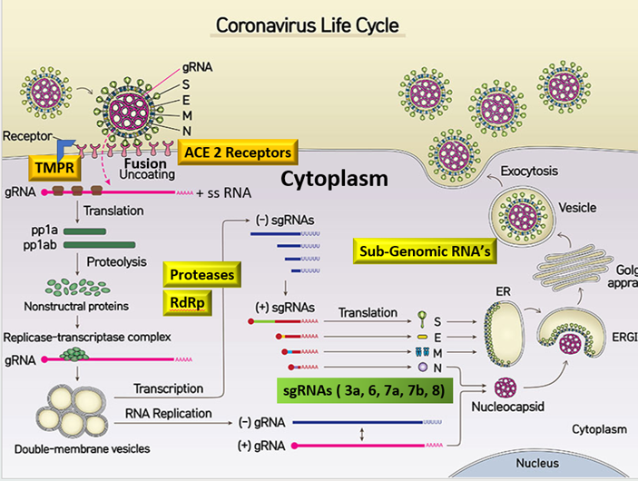 When the spike protein of SARS-CoV-2 binds to the receptor of the host cell, the virus enters the cell, and then the envelope is peeled off, which lets genomic RNA be present in the cytoplasm. The ORF1a and ORF1b RNAs are made by genomic RNA, and then translated into pp1a and pp1ab proteins, respectively. Protein pp1a and ppa1b are cleaved by protease to make a total of 16 nonstructural proteins. Some nonstructural proteins form a replication/transcription complex (RNA-dependent RNA polymerase, RdRp), which use the (+) strand genomic RNA as a template. The (+) strand genomic RNA produced through the replication process becomes the genome of the new virus particle. Subgenomic RNAs produced through the transcription are translated into structural proteins (S: spike protein, E: envelope protein, M: membrane protein, and N: nucleocapsid protein), which form a viral particle. Spike, envelope, and membrane proteins enter the endoplasmic reticulum, and the nucleocapsid protein is combined with the (+) strand genomic RNA to become a nucleoprotein complex. They merge into the complete virus particle in the endoplasmic reticulum-Golgi apparatus compartment and are excreted to extracellular region through the Golgi apparatus and the vesicle. 