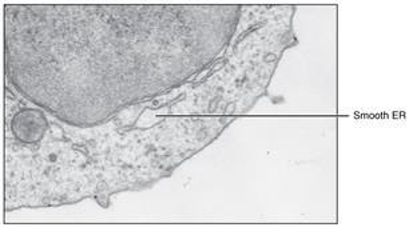 <p>synthesizes phospholipids and steroid hormones, regulates calcium concentration, metabolizes carbohydrates, and breaks down toxins.</p>