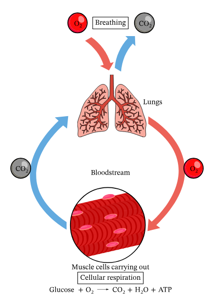 <h3 id="10c9b11c-89b5-4359-91f1-abc175d8c4be" data-toc-id="10c9b11c-89b5-4359-91f1-abc175d8c4be" collapsed="false" seolevelmigrated="true">Respiratory System</h3><p>O2 —→ ____ ; CO2 ——> _____</p>