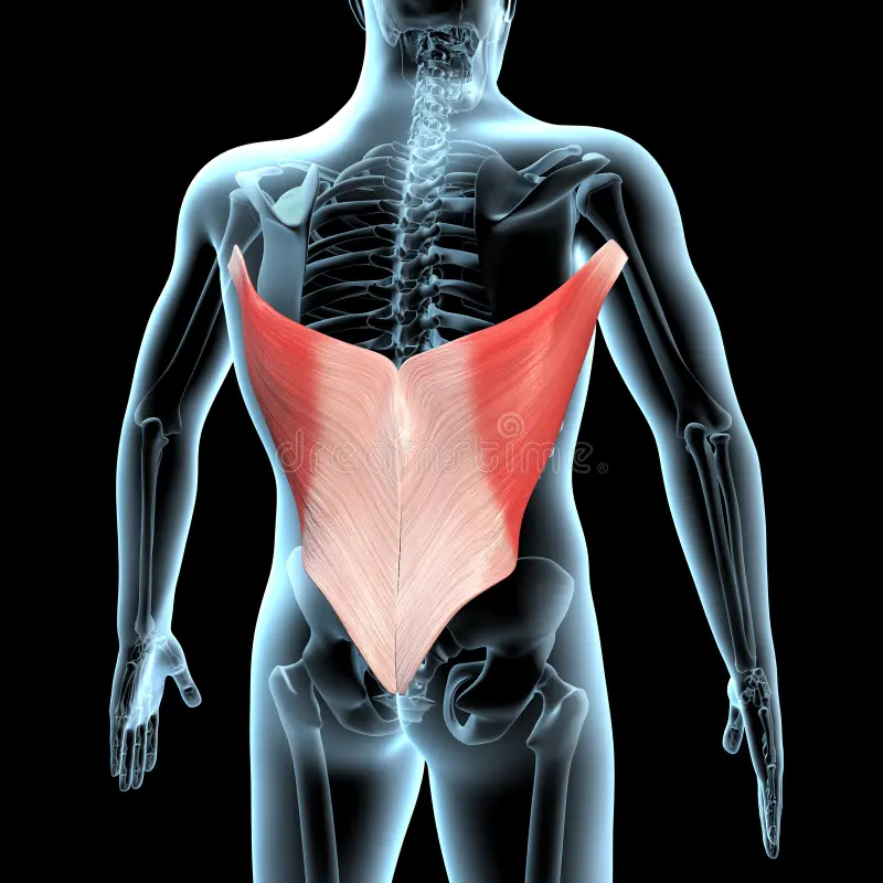 <p><span>Extends, adducts, and medially rotates arm.</span></p>