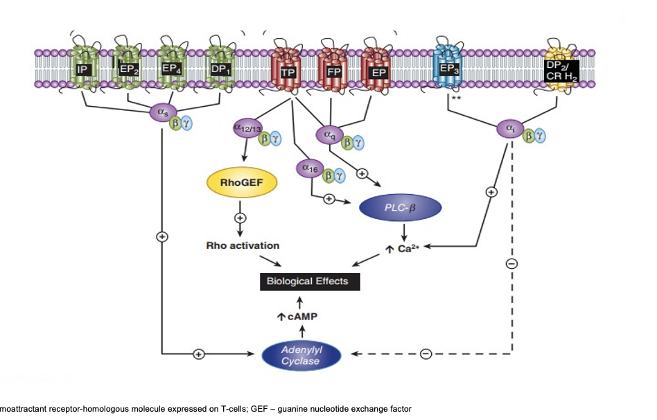 <ul><li><p>IP/EP<sub>2</sub>/EP<sub>4</sub>/DP<sub>1</sub></p><ul><li><p>coupled to Gαs → <strong>increases </strong>adenylyl cyclase → <strong>increases</strong> cAMP → biological effects</p></li></ul></li><li><p>TP/FP/EP</p><ul><li><p>TP → Gα12/13 → <strong>activates</strong> rhoGEF → rho <strong>activation</strong> → biological effects</p></li><li><p>TP → Gα16 → <strong>activates</strong> PLC<span>15-a-hydroxy PGDH</span></p><img src="https://knowt-user-attachments.s3.amazonaws.com/fa90fcad-845d-48ab-abba-5c6cffc4cf86.png" data-width="100%" data-align="center"><p> → <strong>increase</strong> Ca2+ → biological effects</p></li><li><p>TP/FP/EP → Gαq → <strong>activates </strong>PLC-β → <strong>increase</strong> Ca2+ - &gt;biological effects</p></li></ul></li><li><p>EP<sub>3</sub></p><ul><li><p>couples to Gαi → <strong>increase</strong> Ca2+ → biological effects</p><ul><li><p>but can also → inhibit adenylyl cyclase → <strong>decrease </strong>cAMP</p></li></ul></li></ul></li><li><p>DP<sub>2</sub>/CR H<sub>2</sub></p><ul><li><p>couples to Gαi → <strong>increase</strong> Ca2+ → biological effects</p><ul><li><p>but can also → <strong>inhibit</strong> adenylyl cyclase → <strong>decrease</strong> cAMP</p></li></ul></li></ul></li></ul><p></p>
