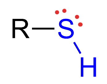 <p>Structural Formula: sulfur atom bonded to a hydrogen atom (−SH). Properties: polar, contributes to the structure of proteins through disulfide bonds, influencing protein folding. </p><p>Examples: proteins, rubber</p>