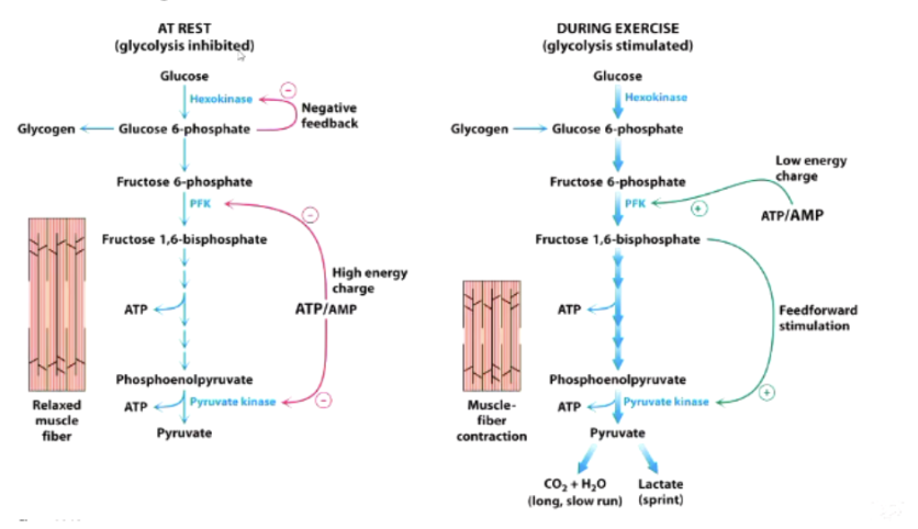 <ul><li><p>Glycolysis when resting - not performing much glycolysis so hexokinase inhibited, stop trapping glucose. Lots of ATP but not much AMP → switches off PFK</p></li><li><p>Glycolysis when exercising - using trapped glucose: inhibition of hexokinase relieved, trap more glucose. Now have low ATP and high AMP</p></li></ul><p></p>