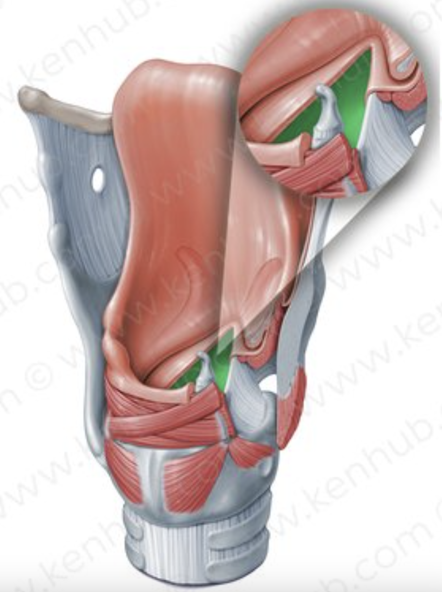 <p>the opening between the vocal cords</p>