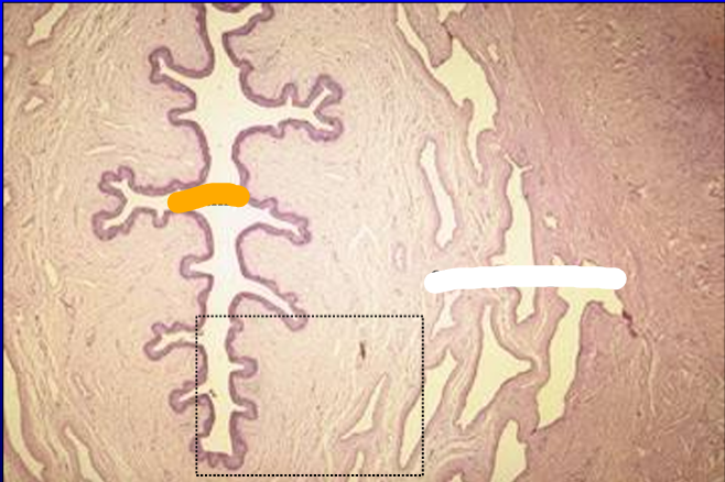<p>Identify the structure:</p><p>Specie:</p><p>Orange:</p><p>White:</p>