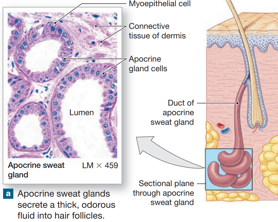 <ul><li><p>coiled, tubular glands found in armpits, around nipples, pubic region that begin secreting at puberty</p></li><li><p>secret by <strong>apocrine secretion</strong> into hair follicles</p></li><li><p>produce sticky, cloudy secretions</p></li><li><p>breakdown of bacteria causes odors</p></li><li><p>surrounded by myoepithelial cells</p><ul><li><p>squeeze gland, forcing secretion onto surface of skin</p></li><li><p>regulated by neural and endocrine systems</p></li></ul></li></ul><p></p>