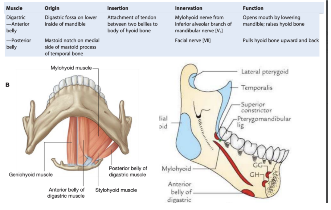 <ul><li><p>Suprahyoid muscle</p></li><li><p>2 muscular bellies connected by an intermediate tendon &amp; innervated by 2 different nerves — thus <u>digastric</u></p><ul><li><p>Anterior belly —</p><ul><li><p>Mylohyoid nerve (branch of mandibular (trigeminus) inserting in the digastric fossa</p></li><li><p>Inferior apex of the roots of the anterior belly are superior to the mylohyoid line</p></li></ul></li><li><p>Posterior belly —</p><ul><li><p>Facial nerve — starting from tip of mastoid on the mastoid notch, and continues at the anterior belly of the muscle at the level of the intermediate tendon</p></li><li><p>Posterior roots finish posterior to the mylohyoid lines </p></li></ul></li></ul></li><li><p>Intermediate tendon —</p><ul><li><p>Attaches to body of hyoid bone &amp; point of insertion of both bellies </p></li><li><p>Due to this arrangement, multiple actions depending on whivch bone is fixed —</p><ul><li><p>When mandible is fixed, functions to raise hyoid bone</p></li><li><p>When hyoid bone is fixed, opens mouth by lowering mandible</p></li></ul></li></ul></li><li><p>Roots —</p><ul><li><p>Inferior apex of anterior belly roots — superior to mylohyoid, while posterior finish posteriorly —</p></li><li><p>Important due to infectons —</p><ul><li><p>Infections from the posterior belly directly go into the neck — infection of the morals can thus directly spread to neck</p></li></ul></li></ul></li></ul>