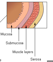 <p>outermost layer (aka visceral peritoneum); continuous with parietal peritonem lingin the cavity</p>