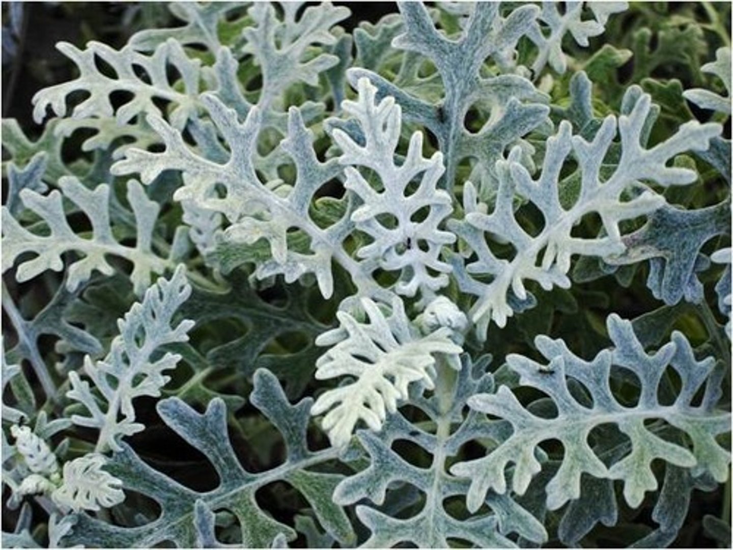 <p>Senecio cineraria</p>